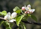 APPLE BLOSSOM 1 